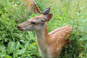 Fototapeta premium Animal at wildnature