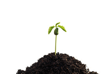 Young plant on White background