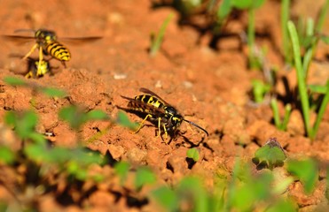 Vespula germanica on the soil among grasses