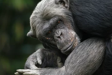 Foto op Plexiglas Chimpansee in rare houding. © photoPepp