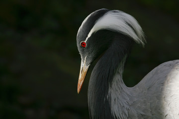 Portret van een kroonkraanvogel