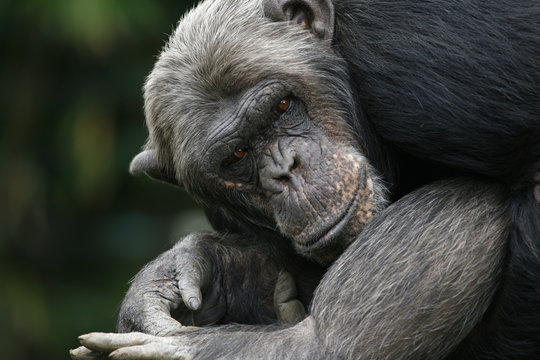 Chimpansee in rare houding.