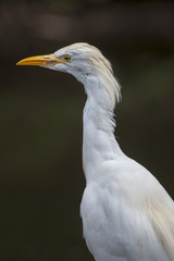 Portret van een koereiger