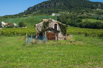 The old vineyard at lake Balaton north coast