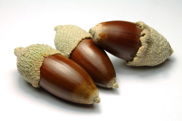 Acorns