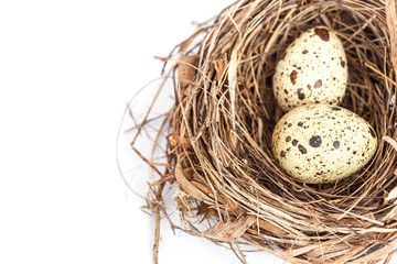 Naklejka na ściany i meble Quail eggs in the nest isolated on white background