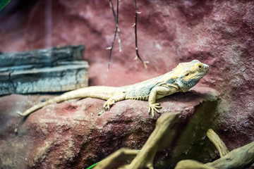 brown lizard