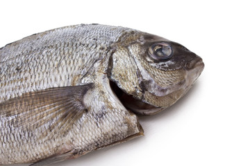 bream isolated