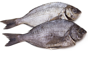 bream isolated