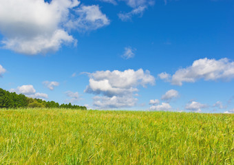 Fototapeta premium Summer in countryside. Barley field