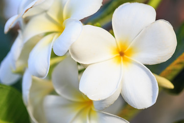 Naklejka na ściany i meble Close up white frangipani flower