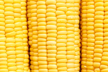 Close up fresh corn for background
