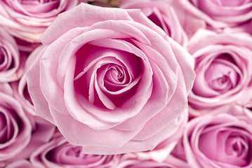 Pink rose