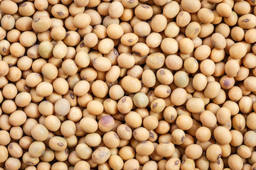 Close up soybean for background