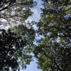 Branches in the sky