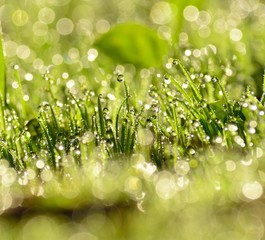 Small raindrops on the grass