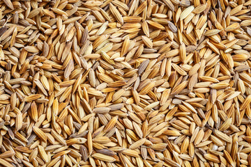 Close up paddy rice for background