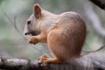 Squirrel