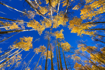 Naklejka premium Aspen Forest in New Mexico