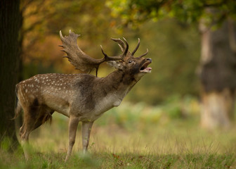 Male fallow deer (Dama dama) during rut in autumn - obrazy, fototapety, plakaty