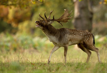 Male fallow deer (Dama dama) during rut in autumn,