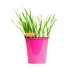 Pink metallic pot with grass on white background