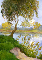 Fototapeta premium Willow over the river