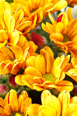 Chrysanthemum Flowers