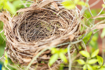 Empty bird nest on tree