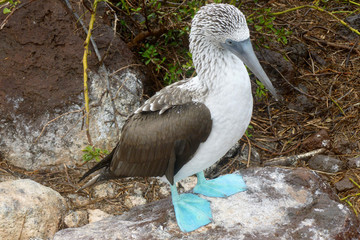 Blue-footed booby at Galapagos island of Seymur Norte. Ecuador