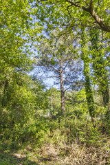 Fototapeta premium On the forest