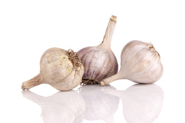 Fototapeta premium white garlic