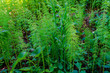 Thickets of green horsetail the entire background