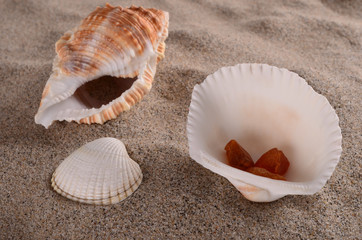 Sand,Shells and Amber
