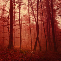 Red colored forest