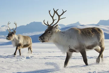 Fotobehang Rendier Rendieren in natuurlijke omgeving, regio Tromso, Noord-Noorwegen