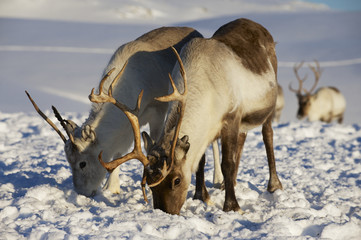 Reindeers in natural environment, Tromso region, Northern Norway