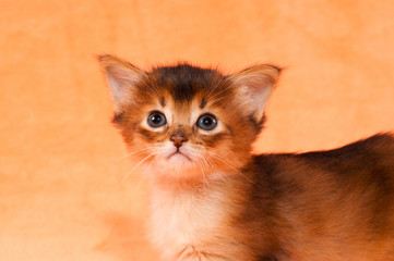 Closeup portrait of somali kitten