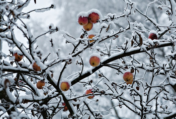 frozen garden