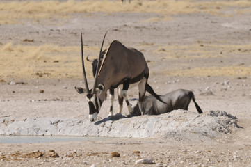 Wildlife am Wasserloch, Etoscha, Namibia, Afrika