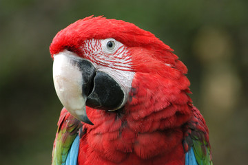 Green-winged macaw (Ara chloropterus).