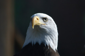 Obraz premium Bald eagle (Haliaeetus leucocephalus).