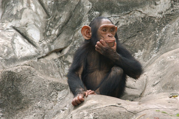 Little chimpanzee (Pan troglodytes)..