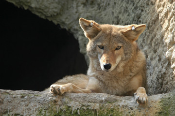 Coyote (Canis latrans)..