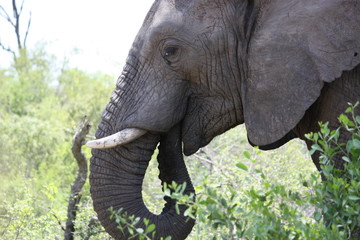 Fressender Elefant im Krügernationalpark