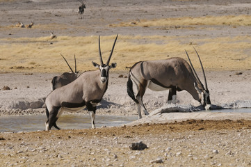 Oryxantilope am Wasserloch, Etoscha, Namibia, Afrika