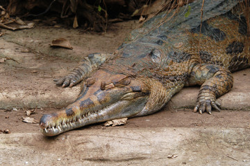 False gavial (Tomistoma schlegelii).