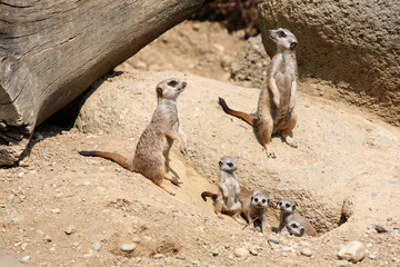 Meerkats (Suricata suricatta), also known as the suricates.