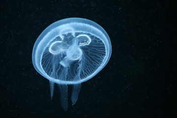 Fototapeta premium Moon jellyfish (Aurelia aurita) in an aquarium. .