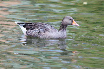 Anser anser, Greylag Goose.